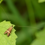 Geelbandlangsprietmot - (Nemophora degeerella) Geelbandlangsprietmot - (Nemophora degeerella)