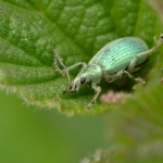 Groene snuitkever (Phyllobius argentatus). Groene snuitkever (Phyllobius argentatus).