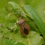 Zuringrandwants (Coreus marginatus). Zuringrandwants (Coreus marginatus).