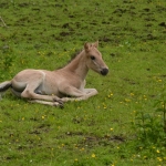 Veulen Konikpaard. Veulen Konikpaard.