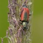 Malachius aeneus Malachius aeneus