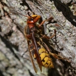 Hoornaar (Vespa crabro) Hoornaar (Vespa crabro)