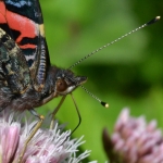 Atlanta (Vanessa atalanta) Atlanta (Vanessa atalanta)