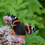 Atalanta (Vanessa atalanta) Atalanta (Vanessa atalanta)