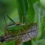 Struiksprinkhaan (Leptophyes punctatissima) Struiksprinkhaan (Leptophyes punctatissima)