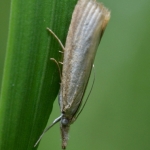 Blauwooggrasmot (Agriphila straminella) Blauwooggrasmot (Agriphila straminella)