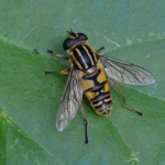 Gewone pendelvlieg (Helophilus pendulus) Gewone pendelvlieg (Helophilus pendulus)
