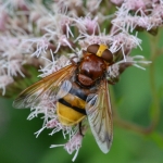 Stadsreus (Volucella zonaria) Stadsreus (Volucella zonaria)