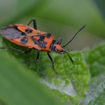 Kaneelglasvleugelwants (Corizus hyoscyami) Kaneelglasvleugelwants (Corizus hyoscyami)