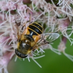 Bosbijvlieg (Eristalis horticola) Bosbijvlieg (Eristalis horticola)