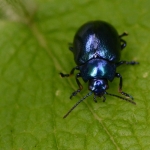Blauwe muntgoudhaantje (Chrysolina coerulans) Blauwe muntgoudhaantje (Chrysolina coerulans)