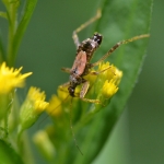 Boomsikkelwants (Himacerus apterus) Boomsikkelwants (Himacerus apterus)