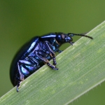 Blauwe muntgoudhaantje (Chrysolina coerulans) Blauwe muntgoudhaantje (Chrysolina coerulans)