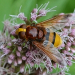 Stadsreus (Volucella zonaria) Stadsreus (Volucella zonaria)