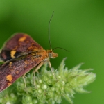 Muntvlindertje (Pyrausta aurata) Muntvlindertje (Pyrausta aurata)