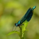 Weidebeekjuffer (Calopteryx splendens) Weidebeekjuffer (Calopteryx splendens)