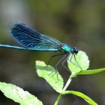 Weidebeekjuffer (Calopteryx splendens) Weidebeekjuffer (Calopteryx splendens)
