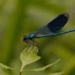 Weidebeekjuffer (Calopteryx splendens) Weidebeekjuffer (Calopteryx splendens)