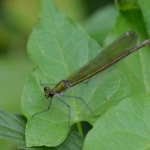 Weidebeekjuffer (Calopteryx splendens) Weidebeekjuffer (Calopteryx splendens)