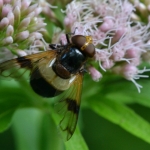 Witte reus (Volucella pellucens) Witte reus (Volucella pellucens)