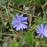 Wilde cichorei (Cichorium intybus) Wilde cichorei (Cichorium intybus)