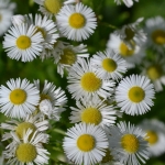 Zomerfijnstraal (Erigeron annuus) Zomerfijnstraal (Erigeron annuus)