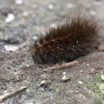 Witte tijger (Spilosoma lubricipeda) Witte tijger (Spilosoma lubricipeda)