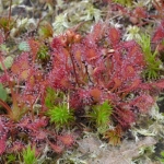 Kleine zonnedauw (Drosera intermedia) Kleine zonnedauw (Drosera intermedia)