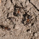 Zwartrugbosmier (Formica pratensis) Zwartrugbosmier (Formica pratensis)