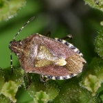 Bessenschildwants (Dolycoris baccarum) Bessenschildwants (Dolycoris baccarum)