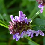 Gewone brunel (Prunella vulgaris) Gewone brunel (Prunella vulgaris)