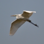 Grote Zilverreiger Grote Zilverreiger