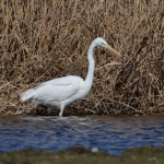 Grote zilverreiger Grote zilverreiger