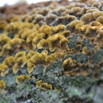 Gele Korstzwam (Stereum hirsutum) Gele Korstzwam (Stereum hirsutum)