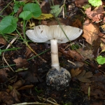 Groene knolamaniet (Amanita phalloides) Groene knolamaniet (Amanita phalloides)