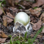 Groene knolamaniet (Amanita phalloides) Groene knolamaniet (Amanita phalloides)