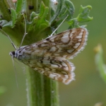 Waterleliemot (Elophila nymphaeata) Waterleliemot (Elophila nymphaeata)