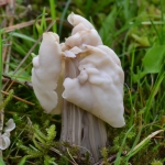 Witte kluifzwam (Helvella crispa). Witte kluifzwam (Helvella crispa).