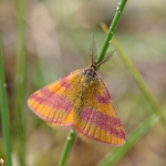 Zuringspanner (Lythria cruentaria) Zuringspanner (Lythria cruentaria)