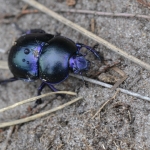 Gewone Mestkever (Geotrupes stercorarius) Gewone Mestkever (Geotrupes stercorarius)