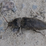 Muisgrijze kniptor (Agrypnus murinus) Muisgrijze kniptor (Agrypnus murinus)