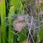 Nest tijgerspin Nest tijgerspin