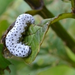 Larve helmkruidbladwesp (Allantus scrophulariae) Larve helmkruidbladwesp (Allantus scrophulariae)