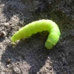 Rups van de zilveren groenuil (pseudoips prasinana) Rups van de zilveren groenuil (pseudoips prasinana)