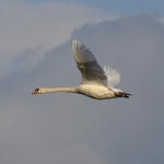 Knobbelzwaan (Cygnus olor) Knobbelzwaan (Cygnus olor)