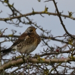 Kramsvogel (Turdus pilaris) Kramsvogel (Turdus pilaris)