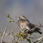 Spreeuw (Sturnus vulgaris) Spreeuw (Sturnus vulgaris)