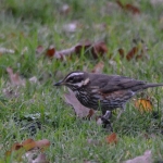 Koperwiek (Turdus iliacus) Koperwiek (Turdus iliacus)