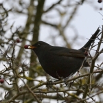 Merel (Turdus merula) Merel (Turdus merula)