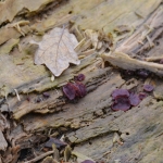 Paarse knoopzwam (Ascocoryne sarcoides ) Paarse knoopzwam (Ascocoryne sarcoides )